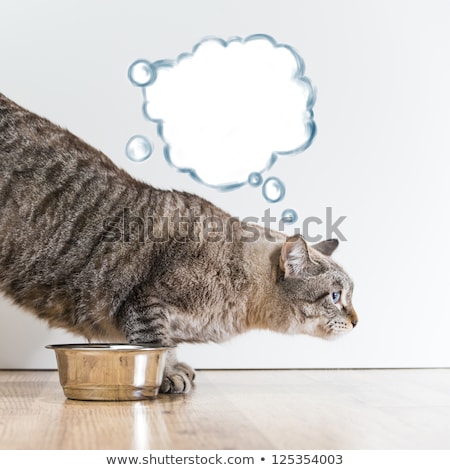 Foto stock: Funny Tabby Cat Is Thinking About Something While Guarding Its E