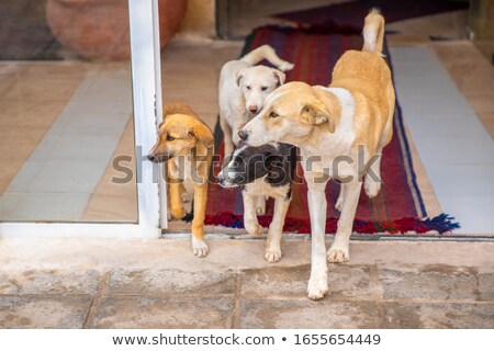 Stok fotoğraf: Vet Coming Home