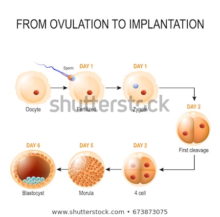 Foto stock: Sperms And Egg