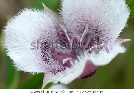 Foto stock: Tulip Flower Macro