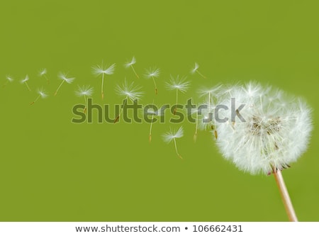 Stock photo: Blowball Flower Grows At The Meadow