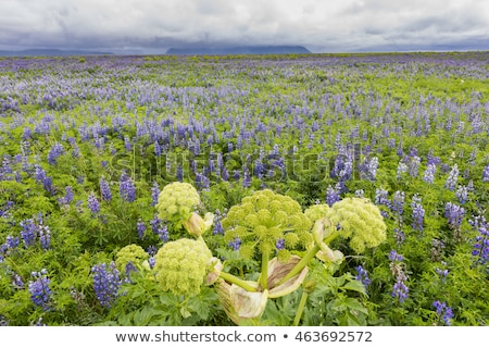 ストックフォト: Lupine Field With Hogweed At Vik