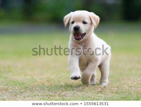 Zdjęcia stock: Ałe · szczenię · Golden · Retriever