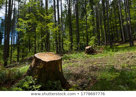 Stock foto: Tree Stump Damaged Tree Destruction Of Forest