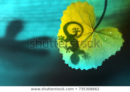 Stock foto: Gecko Shadow On Leaf