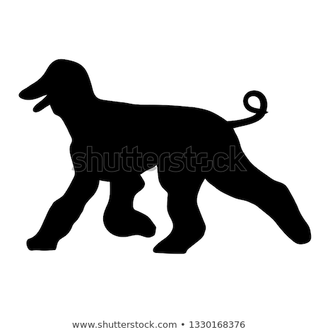 Stock photo: Afghan Hound Dog Running