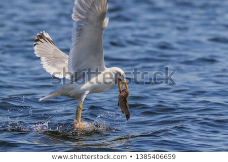 ストックフォト: Seagulls Eating