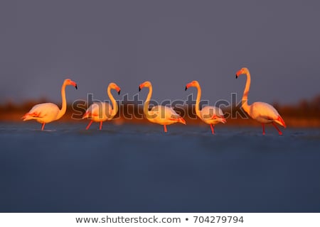Stock photo: Greater Flamingo Phoenicopterus Ruber