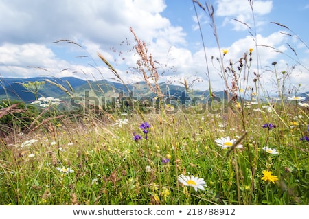 Stockfoto: Amazing Sunny Day In Mountains Summer Meadow With Wildflowers U