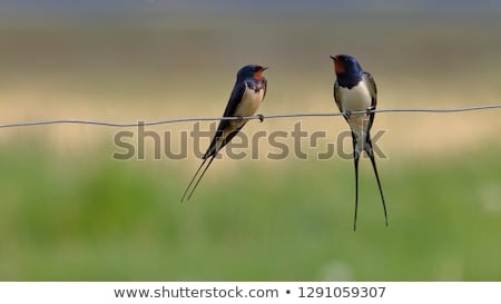 Foto stock: Barn Swallow Perched On A Fence