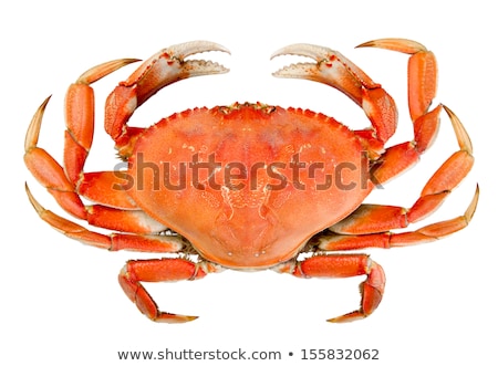 Foto stock: Lobster Crab Isolated