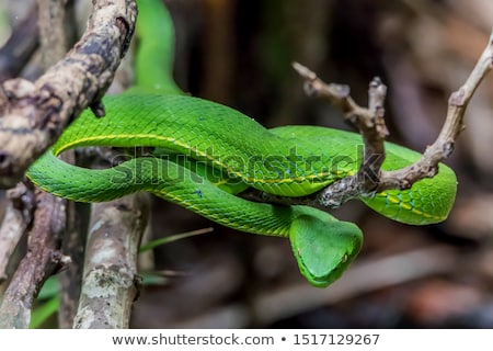 Сток-фото: Eastern Green Mamba