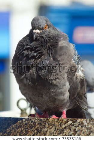 Stock photo: A Pigeon Drying Off On The Ledge Of A Fountain