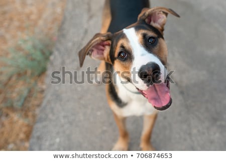 Foto stock: Hungry Curious Dog Looks Up