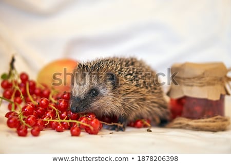 Foto d'archivio: Hedgehog With A Ripe Wild Berries And Mushrooms Isolated On White Background Sample Of Poster Part