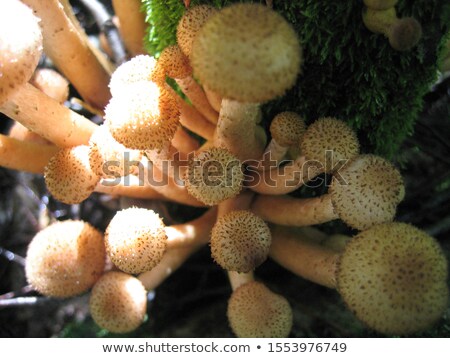 Foto stock: Honey Mushrooms Glowing In Sunlight