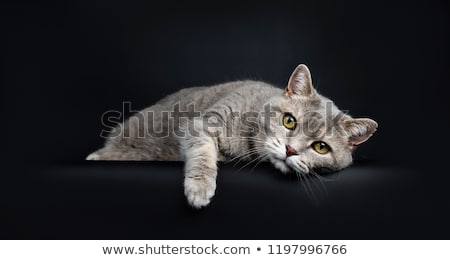 Сток-фото: Wise Looking Senior British Shorthair Cat Isolated On Black Background