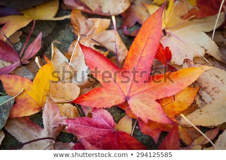 Stok fotoğraf: Impression Of Leaves And Autumn Colors