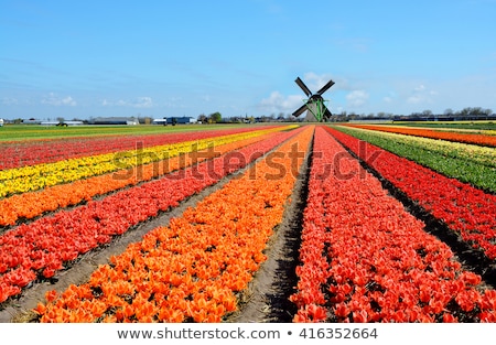 Stock photo: Springtime At Tulip Farm