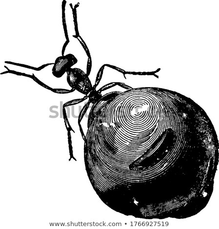 Foto stock: Honey Pot Ants