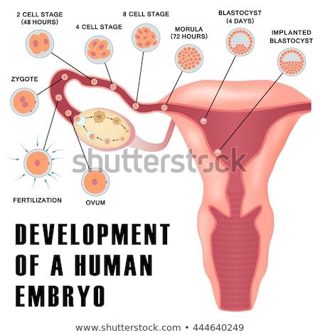 Stockfoto: Human Fertility