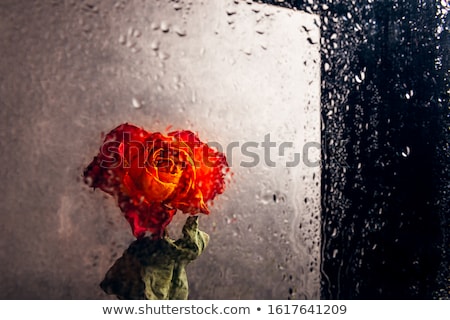 Foto d'archivio: Bouquet Of Red Roses On The Background Of A Window With Raindrop