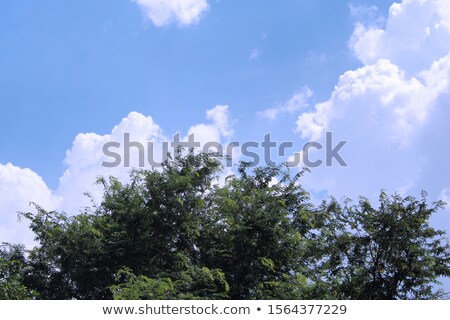 Foto stock: Coconut Trees At A Meadow With Backlight Sun