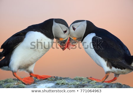 Сток-фото: Puffins Fratercula Arctica