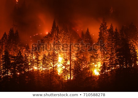 Foto stock: Forest Fire