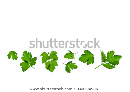 Stok fotoğraf: Parsley