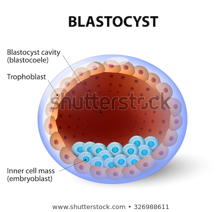 Сток-фото: Human Blastocyst With Inner Cell Mass