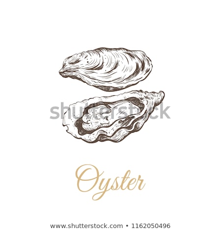 Stok fotoğraf: Illustration Of Oyster