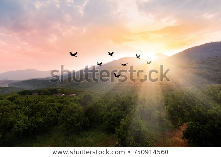 Stok fotoğraf: Flock Of Bird Flying Over Field