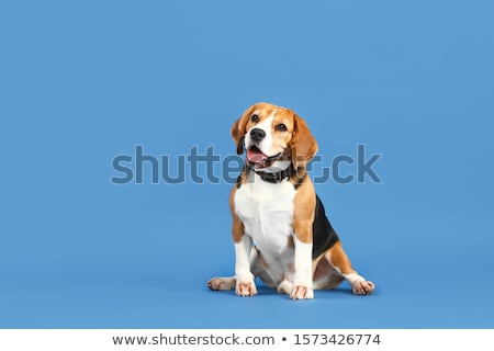Foto stock: Portrait Of An Adorable Beagle