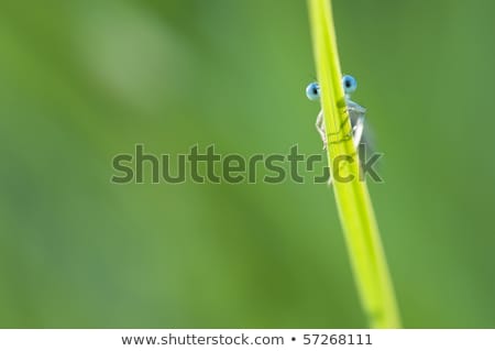 Damselfly Blu Nascondersi Dietro Un Filo D'erba Foto d'archivio © AlessandroZocc