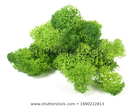 Foto stock: Green Moss Background