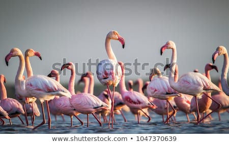 Stok fotoğraf: üyük · Flamingo