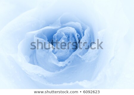 Stok fotoğraf: Close Up Shot Of A Rose Bud With Water Drops On Petals Toned In