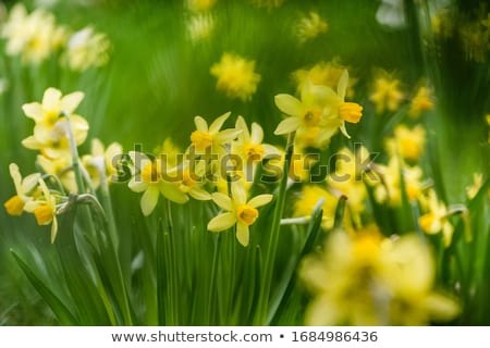 Foto stock: Beautiful Daffodils Narcissus