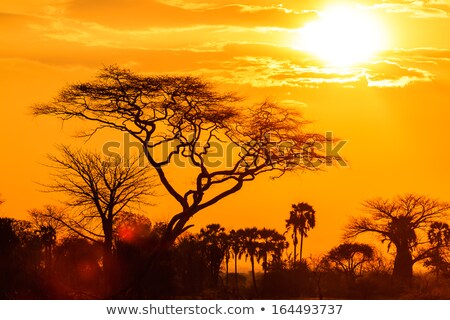 ストックフォト: African Sunset With Tree In Front