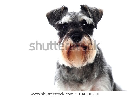 Stockfoto: Puppy Schnauzer Sitting In White Studio