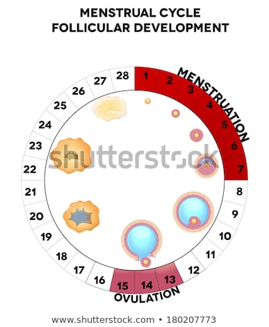 Stock fotó: Menstrual Cycle Graphic Detailed Follicular Development