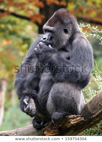 Foto d'archivio: Silverback Mountain Gorilla Sitting In Leaves