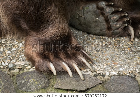 Stock fotó: Brown Bear Paw With Claws
