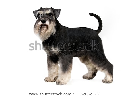 Foto stock: Portrait Of A Cute Miniature Schnauzer