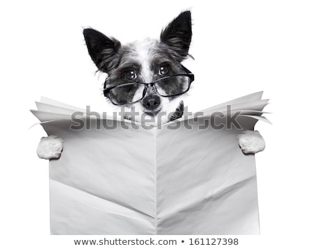 Stockfoto: Dog Blank Newspaper