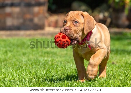 ストックフォト: Dogue De Bordeaux Puppy