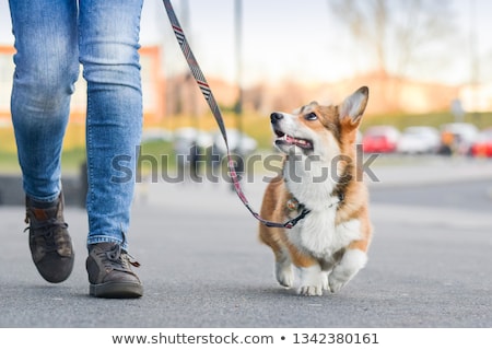 Foto stock: Dog And Owner For A Walk