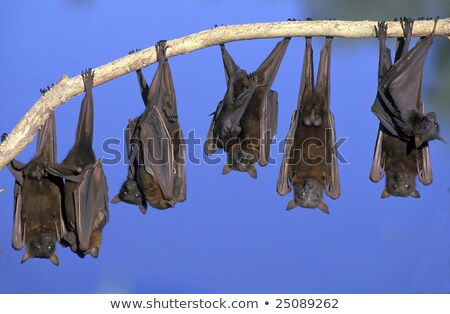 Foto stock: Flying Foxes Colony