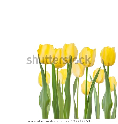 Stock foto: Euchtend · gelbe · Tulpen · isoliert · auf · weißem · Eps · 8